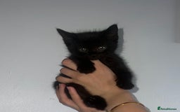 British Shorthair cats for sale: British Shorthair Half Breed  in Hungerford - Image 1