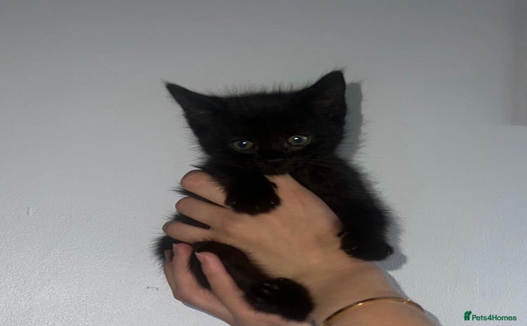 British Shorthair cats in Hungerford - Advert 16