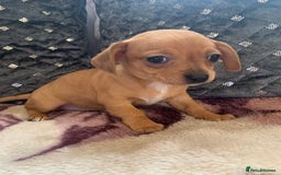 Chiweenie dogs for sale: READY NOW ! 3 cheweenies available  - Image 24