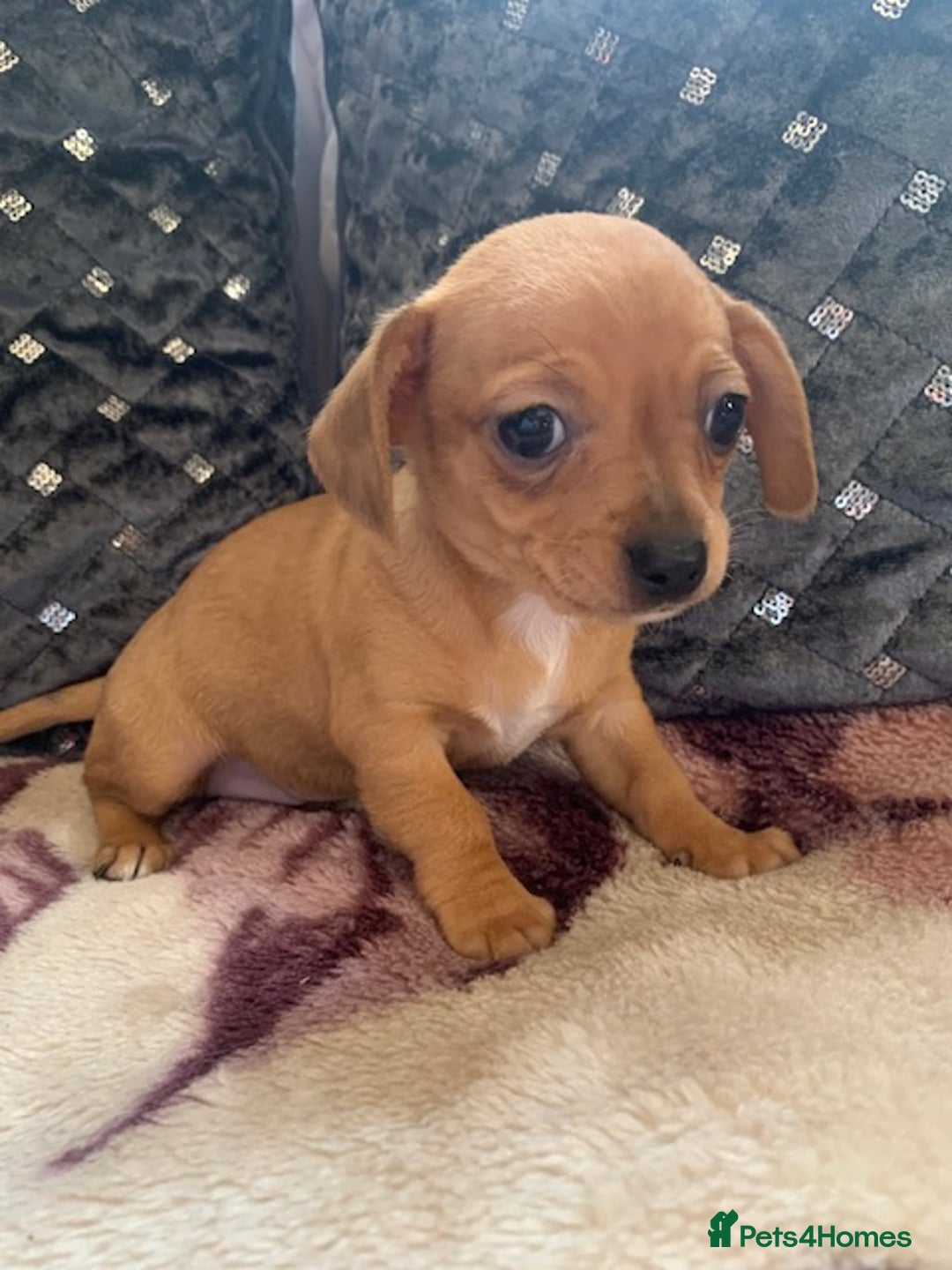 Chiweenie dogs for sale: READY NOW ! 3 cheweenies available  - Image 24