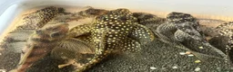 Plecos fish for sale: L136b-c grades. Young to adults.  - Advert 2