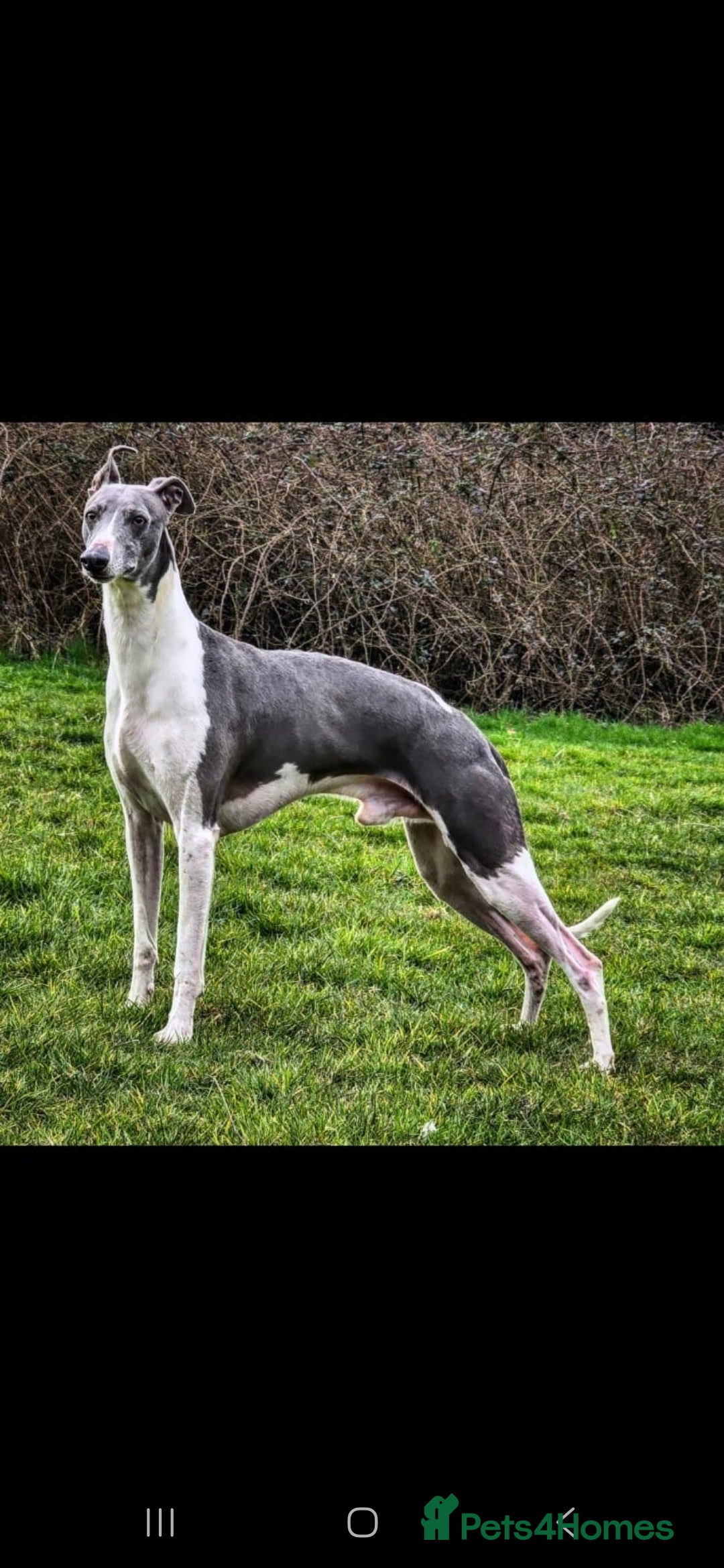 Whippet dogs for stud: Kc reg whippet stud dog - Advert 1