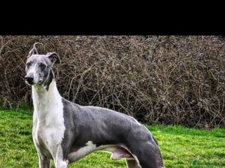 Whippet dogs Kc reg whippet stud dog - Advert 13