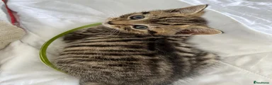 Domestic Shorthair 4