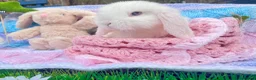 Mini Lop rabbits for sale: Pure bred Mini Lops - Advert 1