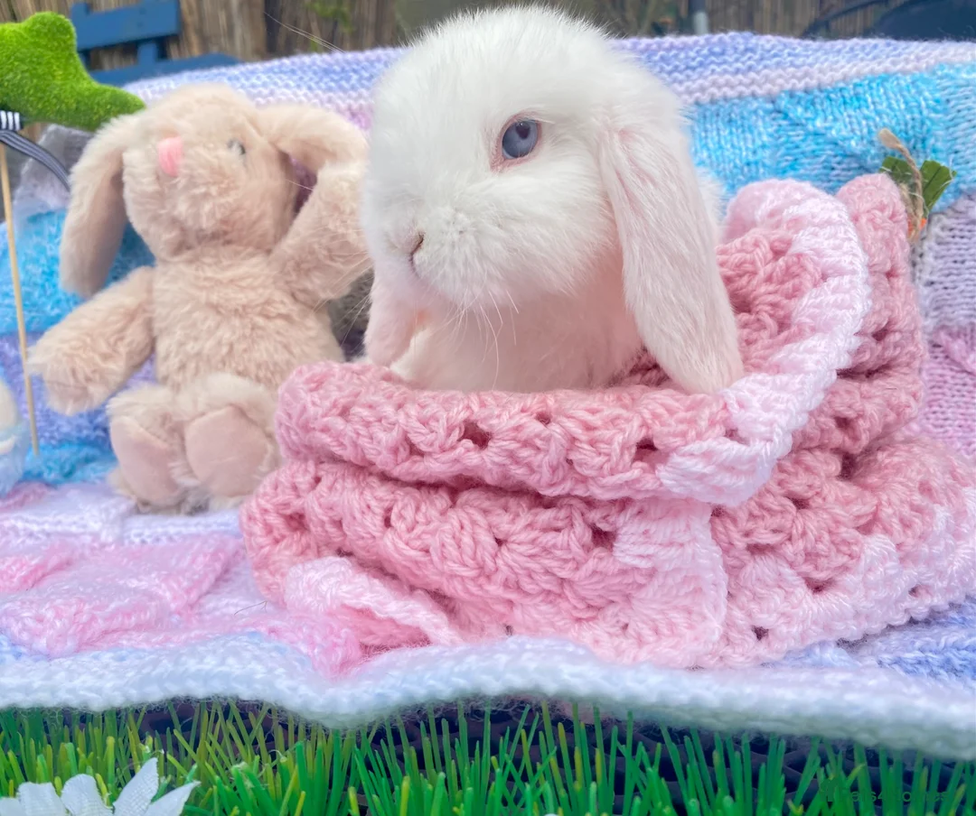 Mini Lop rabbits for sale: Pure bred Mini Lops - Advert 1