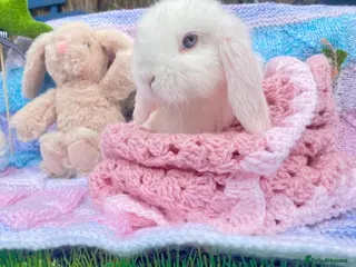 Mini Lop rabbits Pure bred Mini Lops - Advert 11