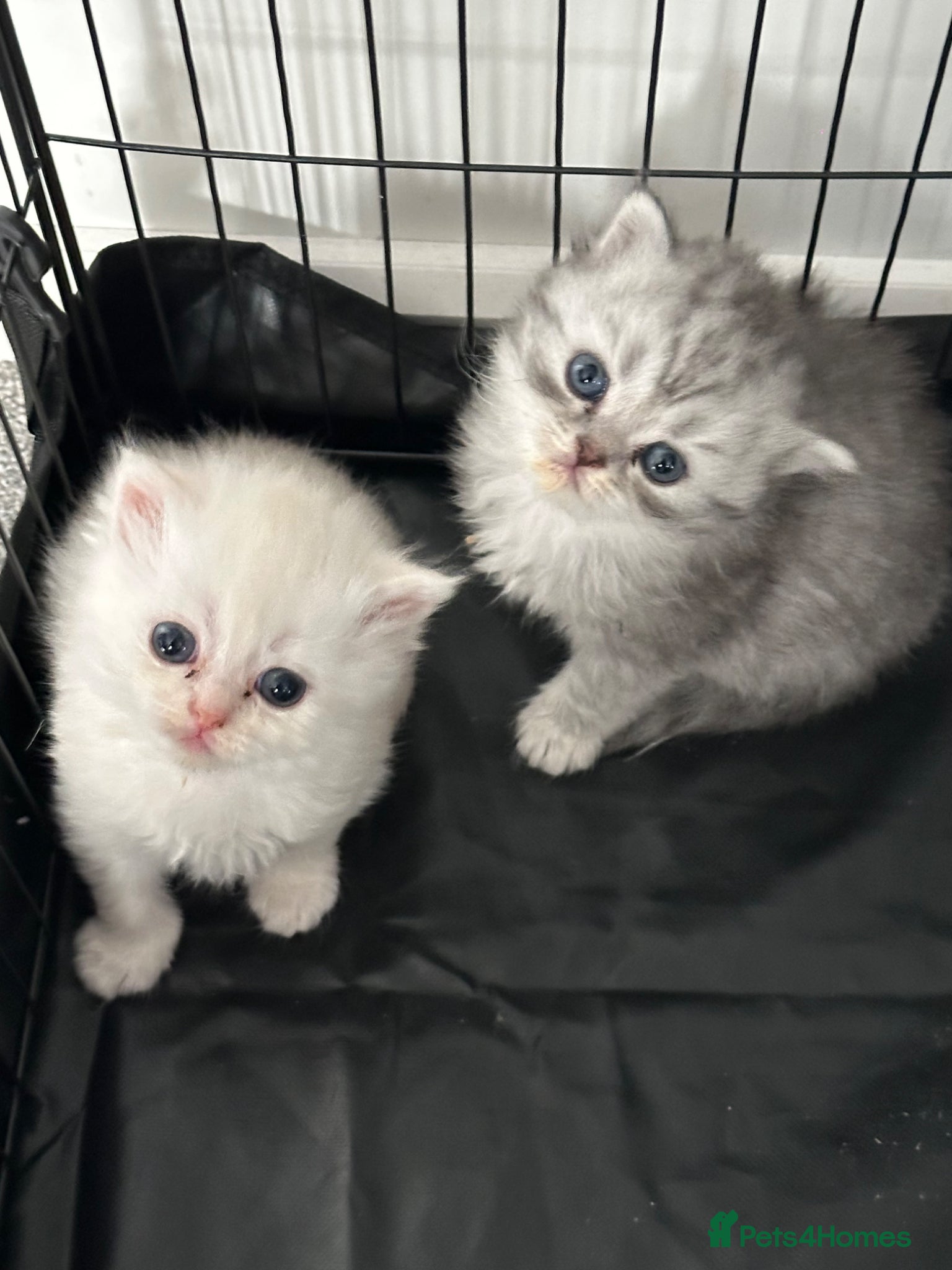 Persian cats Pure Persian long coat kitten’s - Advert 2