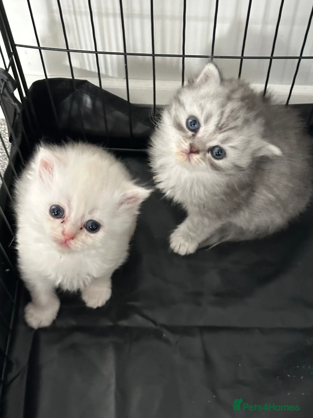 Persian cats for sale: Pure Persian long coat kitten’s - Advert 2