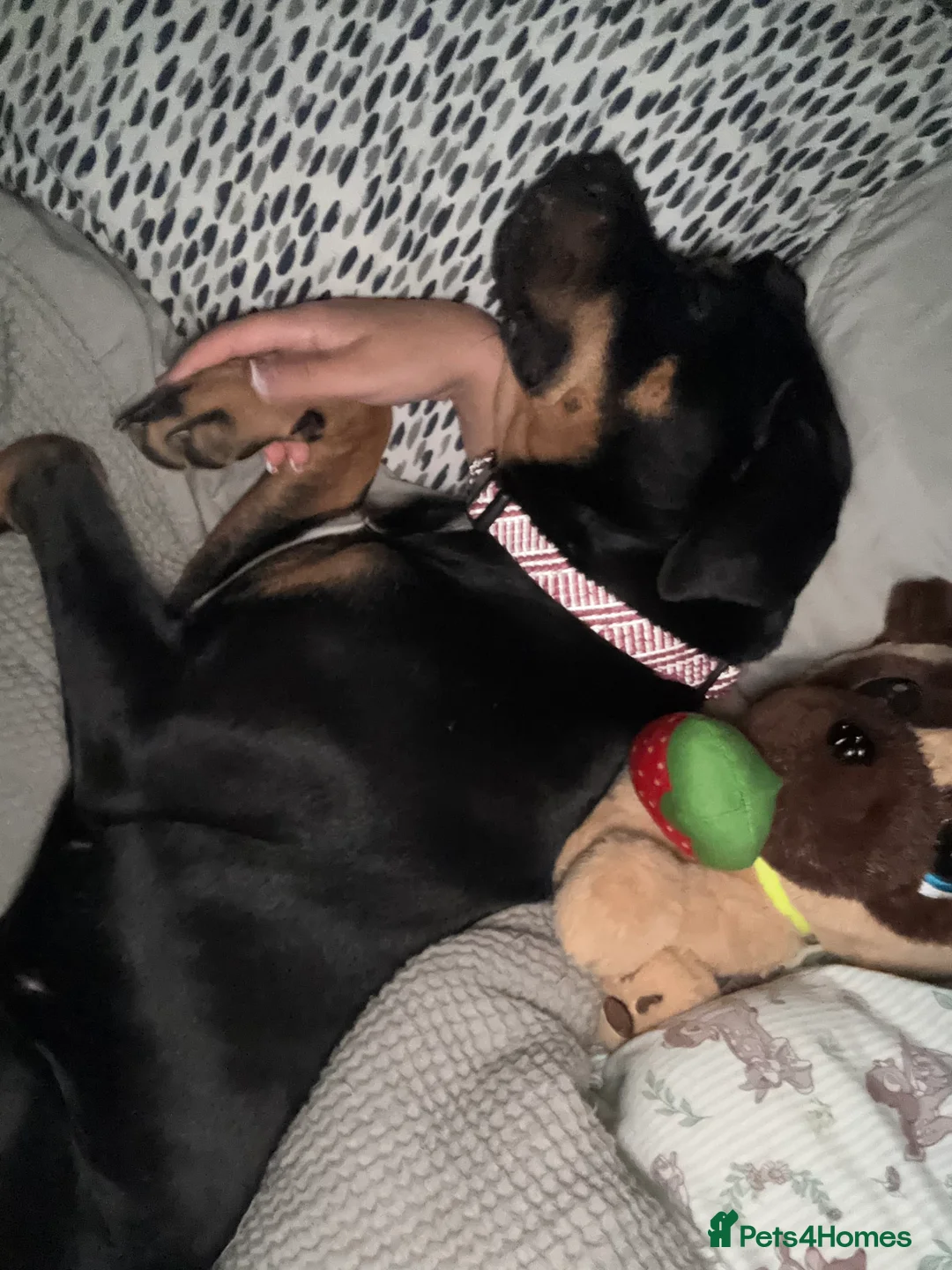 Cane Corso dogs for sale: Cane corso puppies for sale  - Advert 10