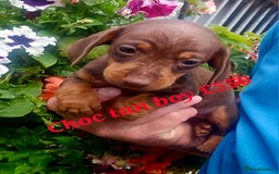 Miniature Poodle dogs for sale: PRA CLEAR MIN DACHSHUNDS  - Image 10