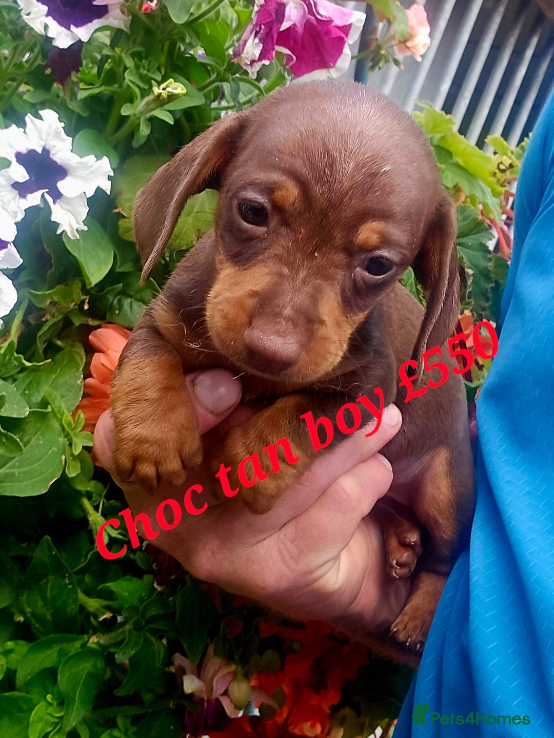 Miniature Poodle dogs for sale: PRA CLEAR MIN DACHSHUNDS  - Image 10