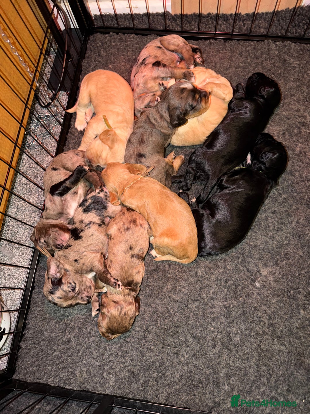 Cocker Spaniel dogs for sale: Cocker spaniel pups - Advert 9