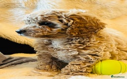 Cockapoo dogs for sale: F2b cockapoo puppies  - Image 2