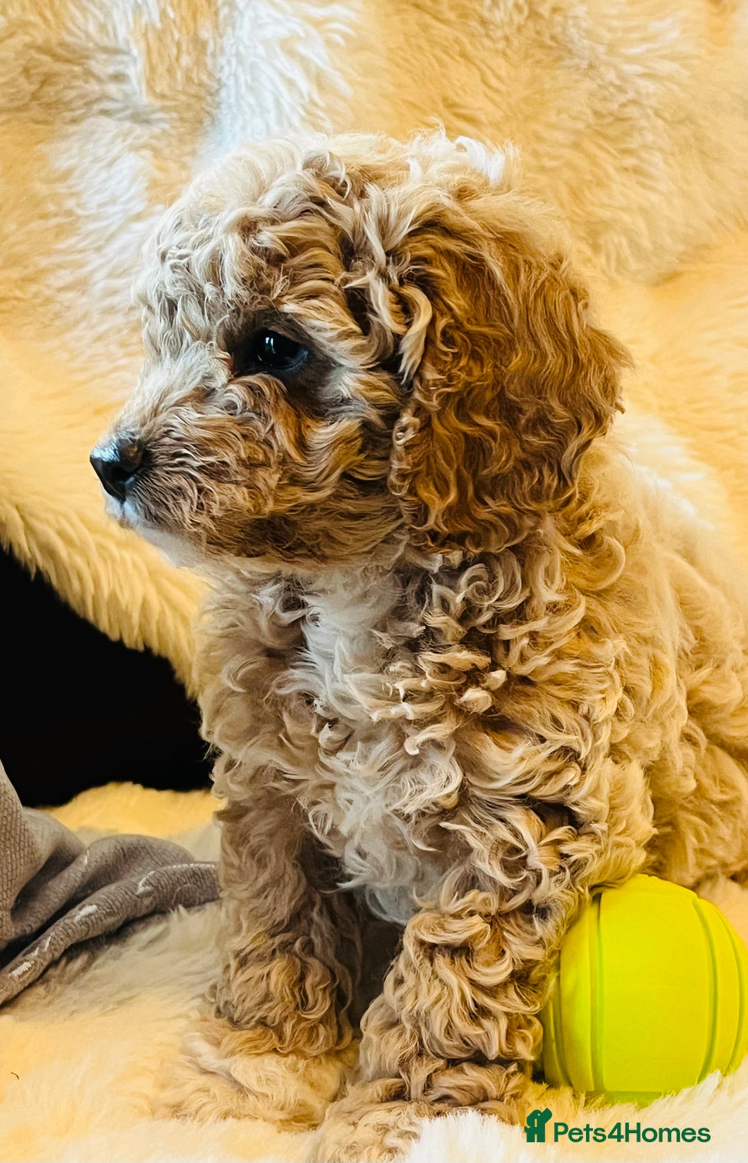 Cockapoo dogs for sale: F2b cockapoo puppies  - Image 2