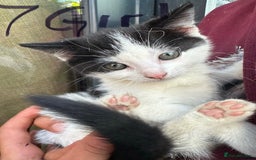 British Shorthair cats for sale: Adorable Black and White Kittens (mixed breed) - Image 5