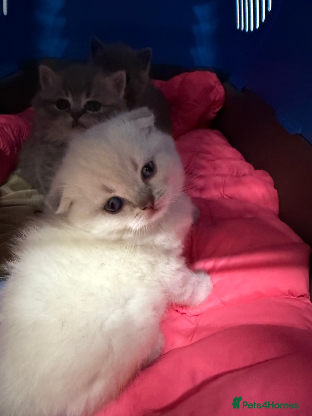 Scottish Fold cats for sale: Scottish fold&straight kittens ready for reservati - Advert 9