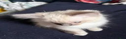 Ragdoll cats for sale: Blue pointed Ragdoll kittens ready now - Advert 20