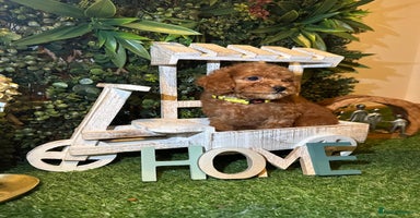 Toy Poodle dogs - Advert 14