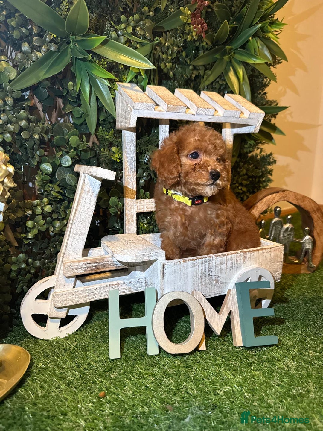 Toy Poodle dogs for sale: Beautiful Red Toy Poodle Puppies – Ready Now  - Image 3