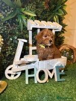 Toy Poodle dogs - Advert 2