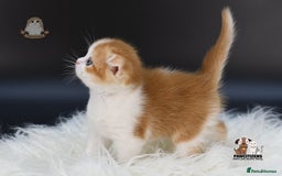 Scottish Fold cats for sale: LICENSED CATTERY, PURE BREED TOP QUALITY KITTENS - Image 16