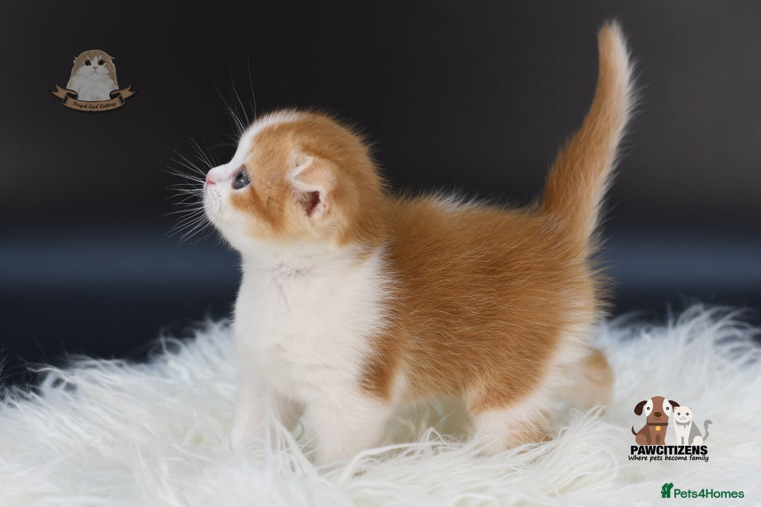 Scottish Fold cats for sale: LICENSED CATTERY, PURE BREED TOP QUALITY KITTENS - Image 16
