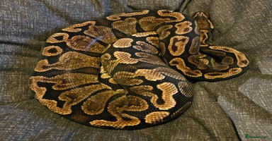 Python Snake reptiles in Sleaford - Advert 5