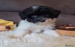 Cockapoo dogs for sale: Best Friend Sofa Companions 🥰 Fully vaccinated  - Image 8