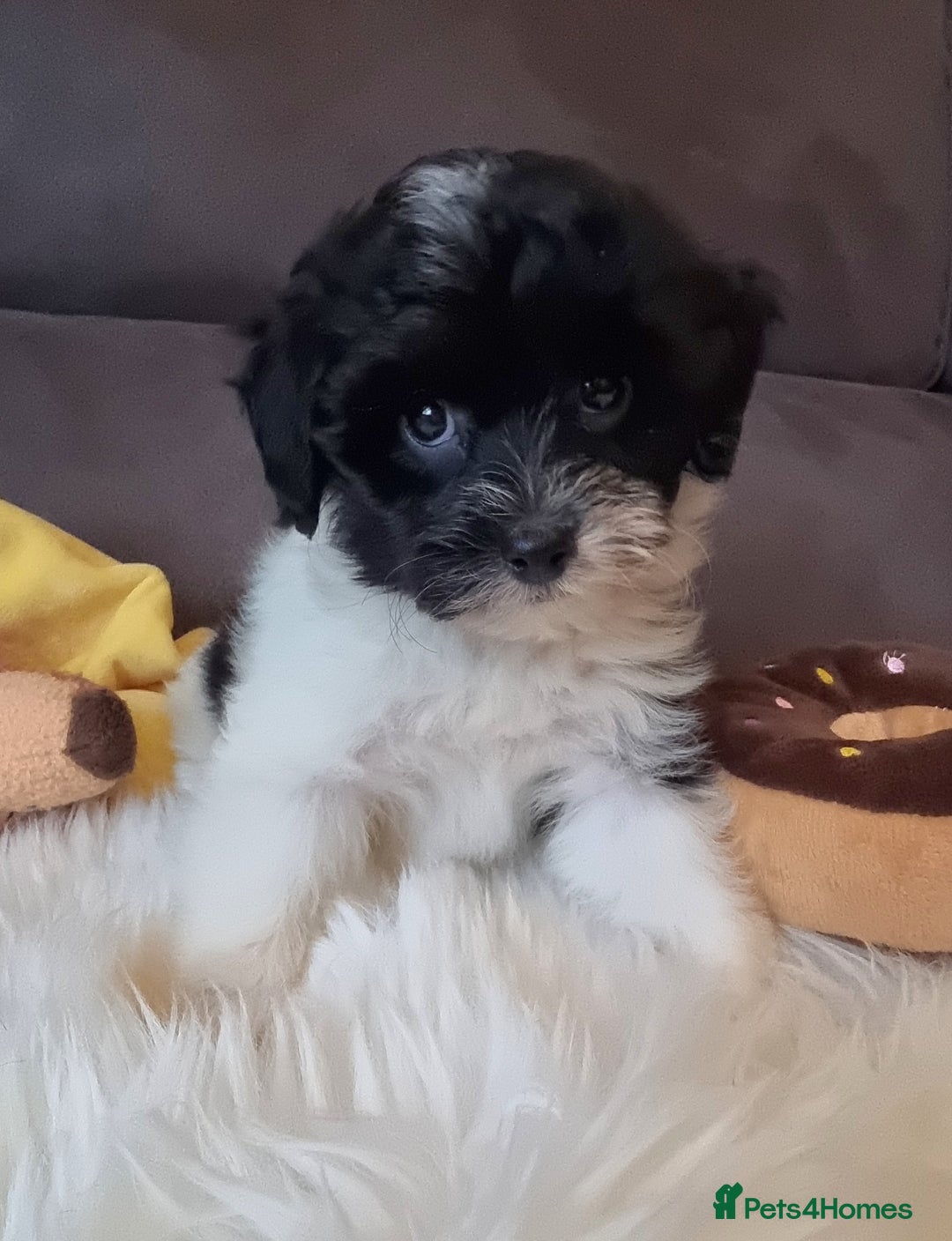 Cockapoo dogs for sale: Best Friend Sofa Companions 🥰 Fully vaccinated  - Image 8