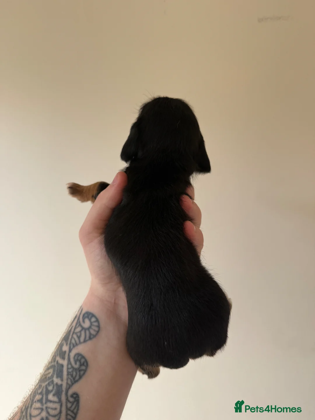 Mixed Breed dogs for sale: Dachshund x Jack russel puppy - Advert 4