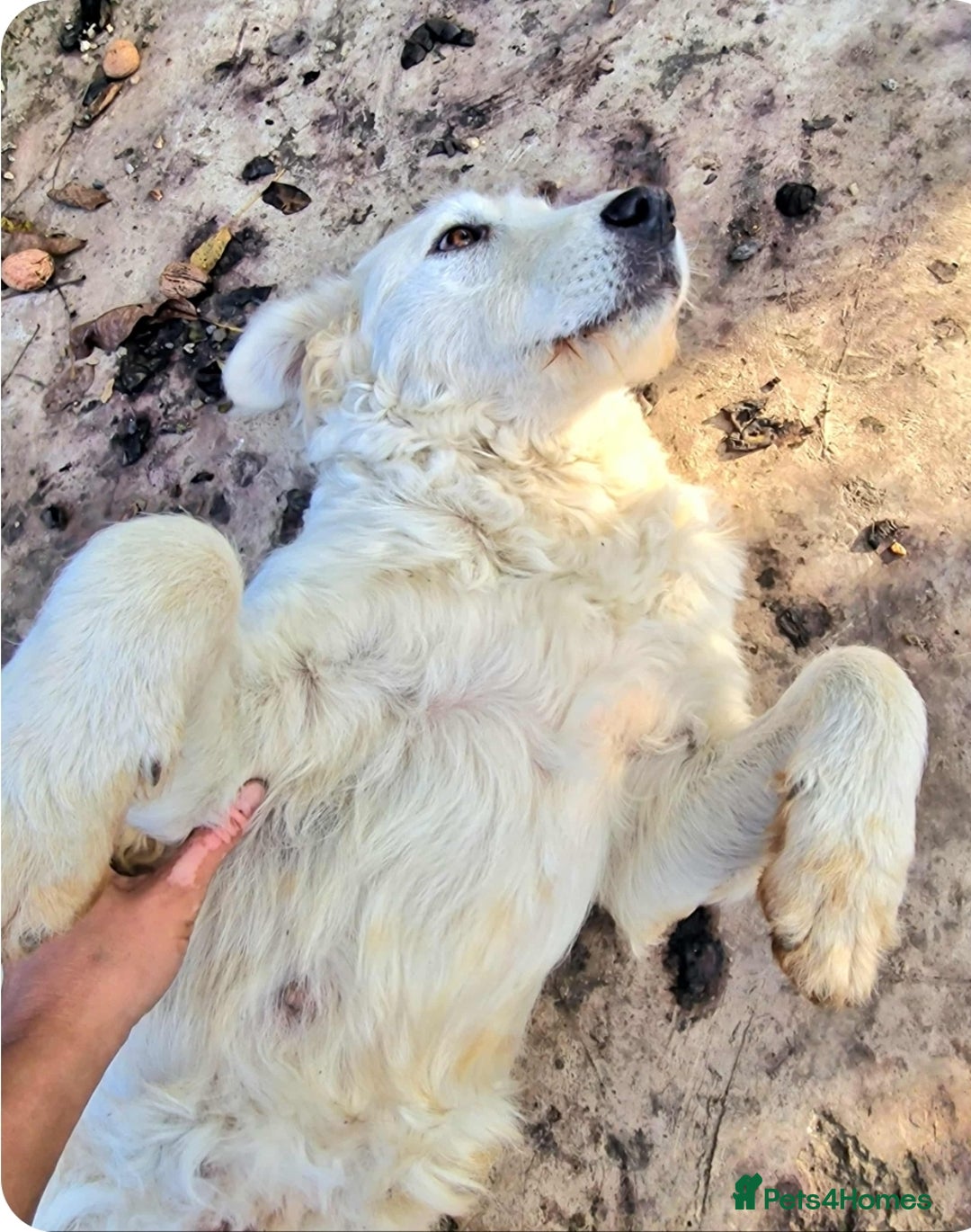 Mixed Breed dogs for adoption: MAGGIE - Advert 3