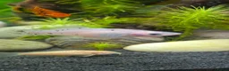 Platies fish for sale: White/clear platty fish  in Bilston - Advert 4