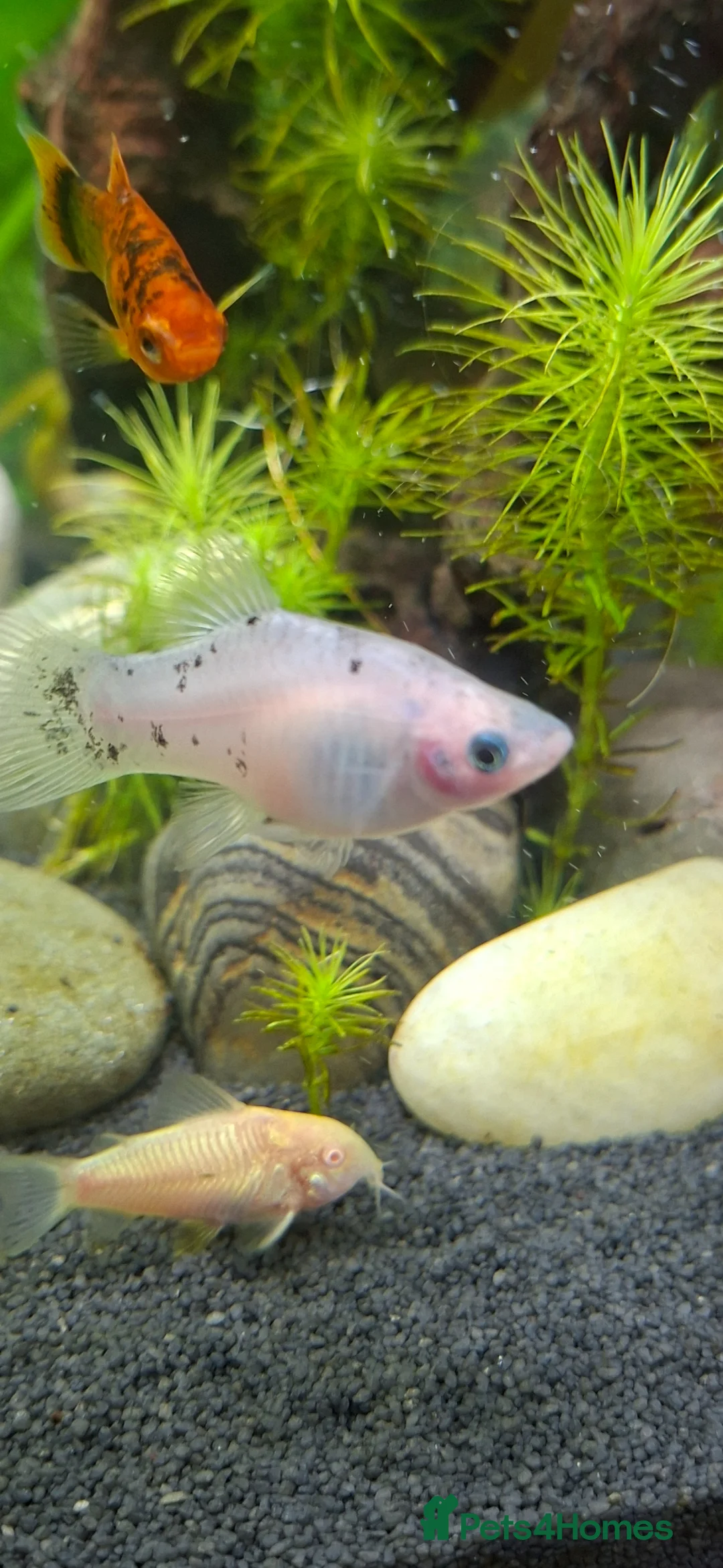 Platies fish for sale: White/clear platty fish  in Bilston - Advert 4