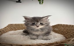 Maine Coon cats for sale: TICA registered Maine coon kittens, shaded lines - Image 16
