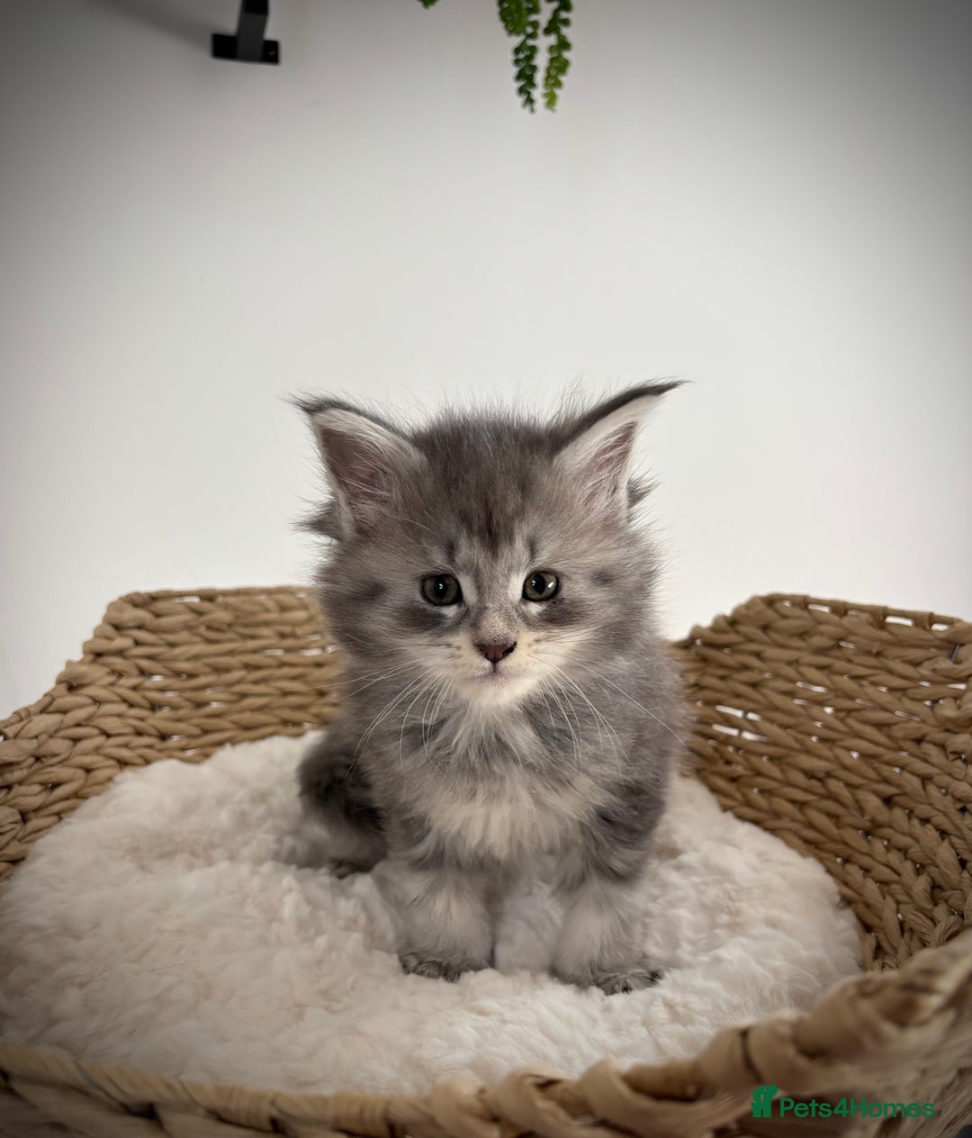 Maine Coon cats for sale: TICA registered Maine coon kittens, shaded lines - Image 16