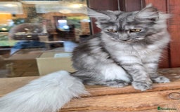 Maine Coon cats for sale: Black Smoke - Image 4