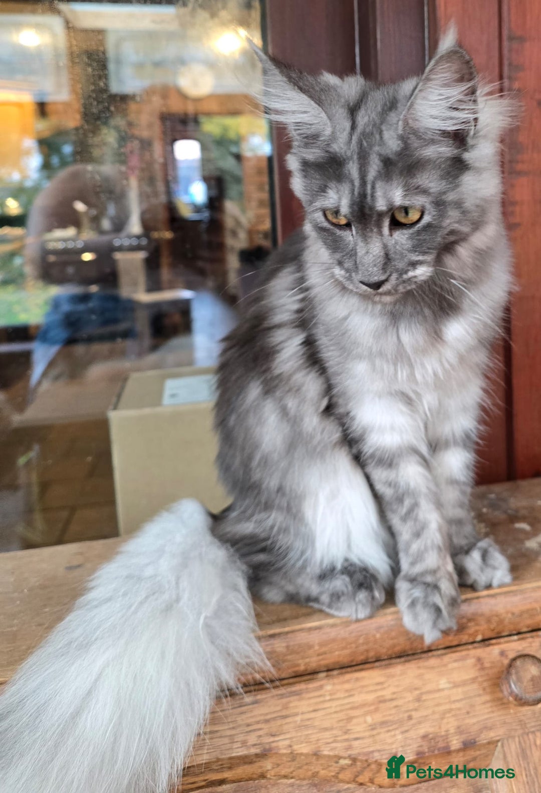 Maine Coon cats for sale: Black Smoke - Image 4