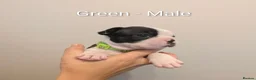 Boston Terrier dogs for sale: Boston Terrier Puppies  in Port Talbot - Advert 14