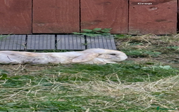 Mini Lop rabbits for sale: Mini lop free to good home  - Image 2