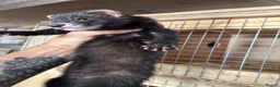 Ferret rodents for sale: Black ferrets  - Advert 5