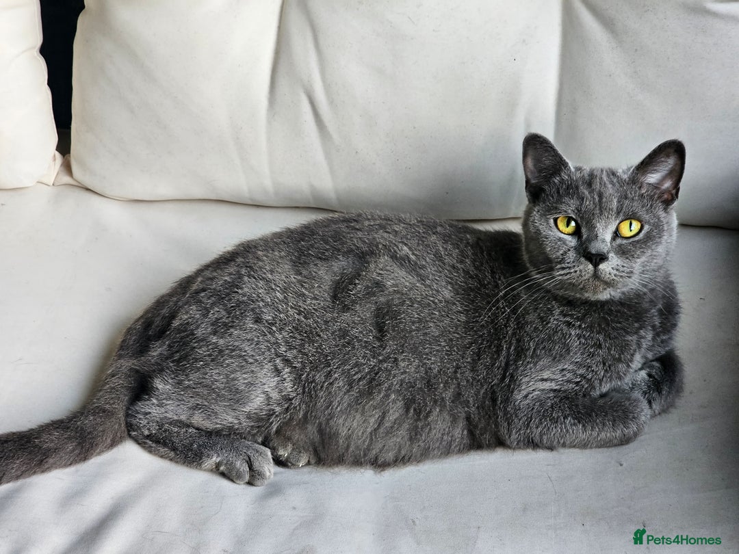 British Shorthair cats for sale: 4 years old British Short-hair - Image 3