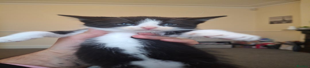 Asian Kitten 1