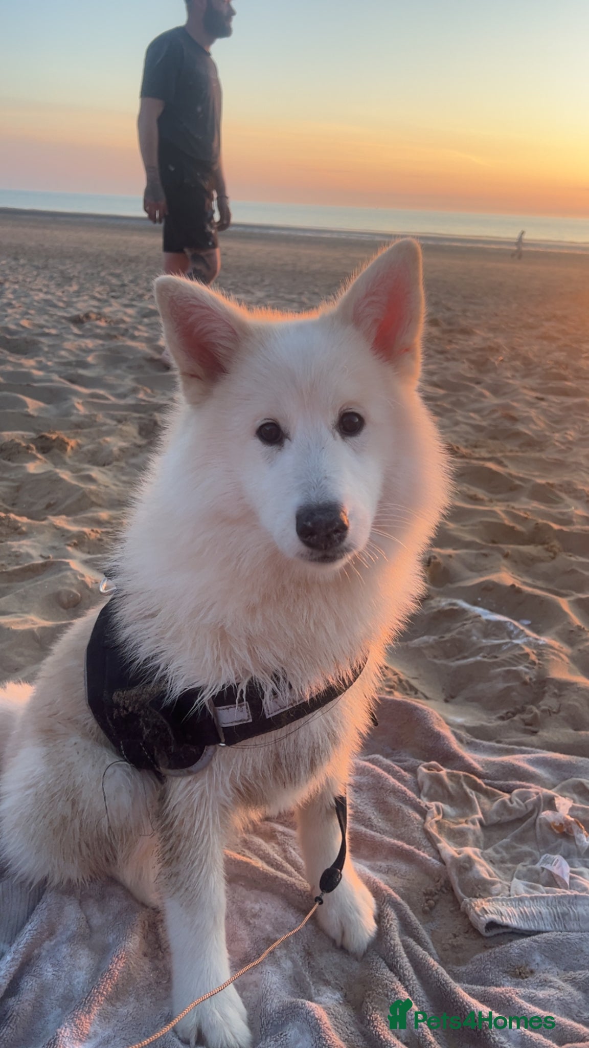 Pomsky dogs for sale: 8 month female pomski  - Advert 2