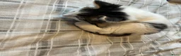 Mixed Breed cats for sale: Beautiful kittens for sale ready for collection - Advert 3