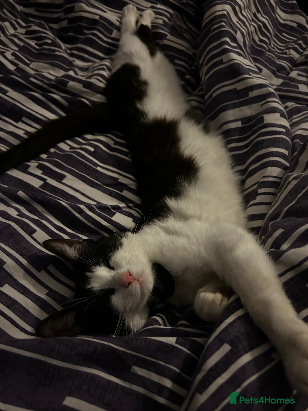 Domestic Shorthair cats for sale: Tuxedo female cat - Image 2