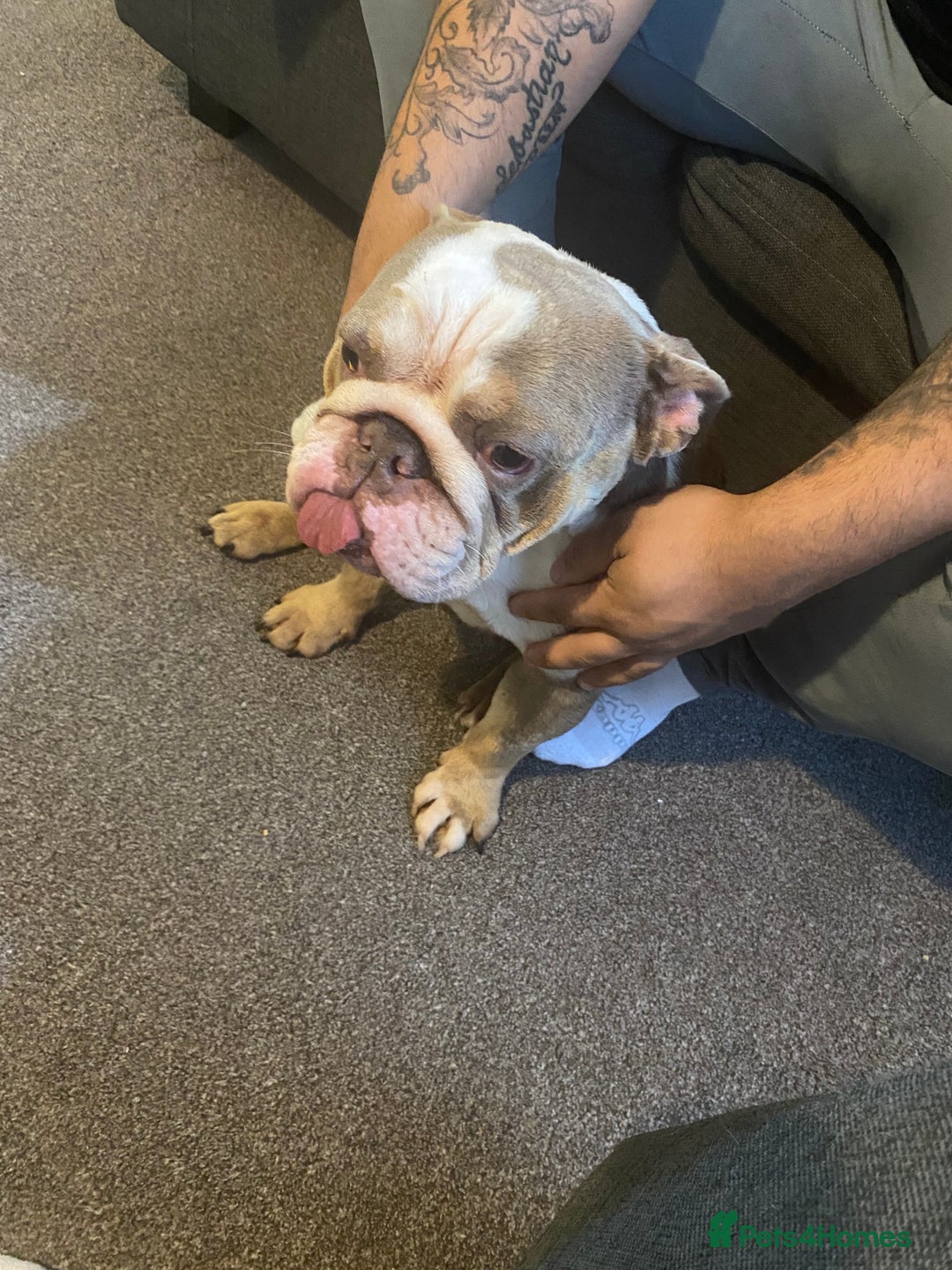 English Bulldog dogs for sale: 🐶Beautiful English bulldog puppies ❤️  - Image 10