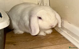 Mini Lop rabbits for sale: Beautiful Male Rabbit  - Image 4