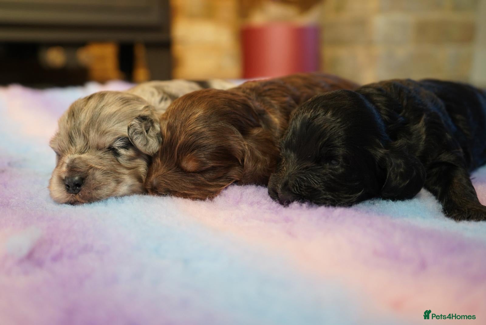 Cockapoo dogs Beautiful Health Tester Cockapoo Babies 🐾🐾🐾 - Advert 2