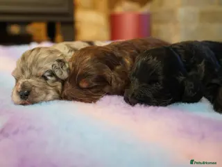 Cockapoo dogs Beautiful Health Tester Cockapoo Babies 🐾🐾🐾 - Advert 1